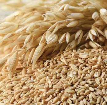 Wheat grains
                  