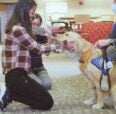 UIC Rockford MBT Student  love on a relaxed golden retriever